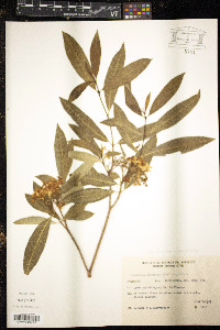 Tabernaemontana australis image