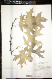 Quercus coccinea image