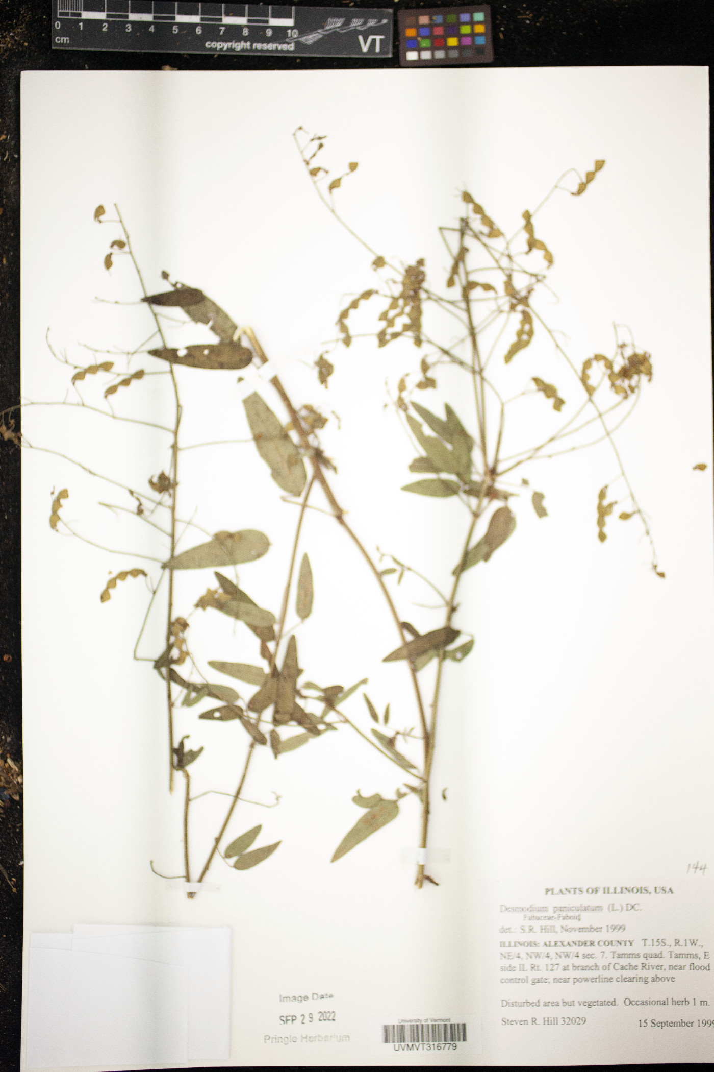 Phyllanthus brasiliensis subsp. brasiliensis image