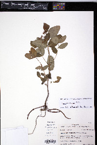 Triadenum tubulosum image