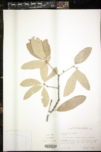 Quercus incana image