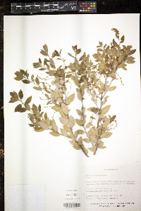 Quercus vaccinifolia image