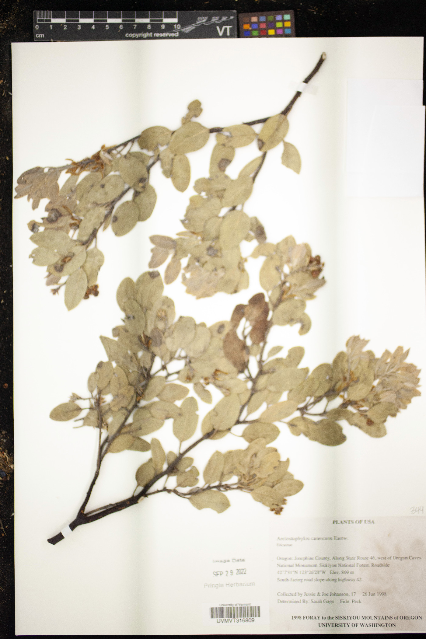 Arctostaphylos canescens image