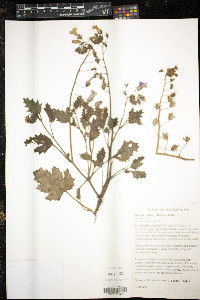 Phacelia minor image