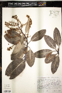 Arbutus menziesii image