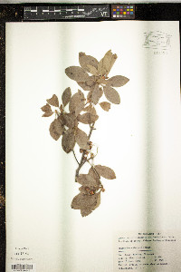 Enkianthus chinensis image