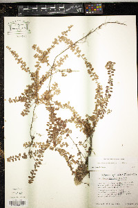 Gaultheria hispidula image