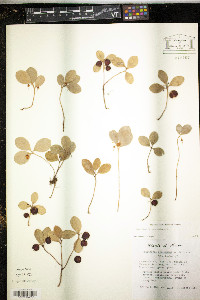 Gaultheria procumbens image