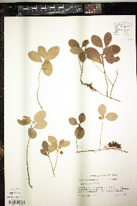 Gaultheria procumbens image