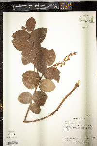 Gaultheria shallon image