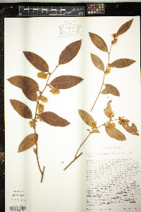 Leucothoe axillaris image