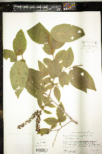 Leucothoe recurva image