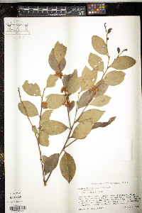 Lyonia lucida image