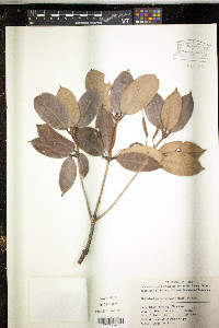 Rhododendron latoucheae image