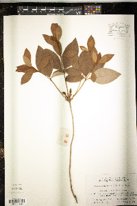 Rhododendron mariesii image