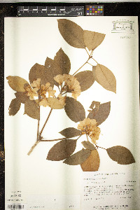 Rhododendron minus image