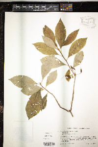 Rhododendron vaseyi image