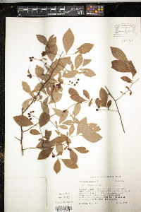 Vaccinium amoenum image