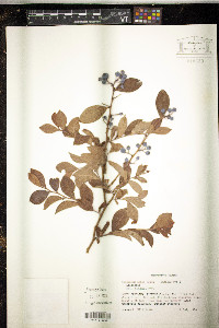 Vaccinium ashei image