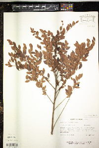 Vaccinium elliottii image