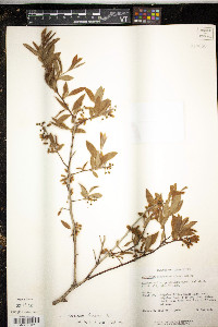 Vaccinium fuscatum image