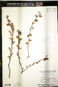 Vaccinium fuscatum image