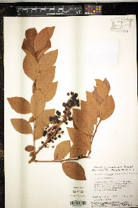 Vaccinium fuscatum image