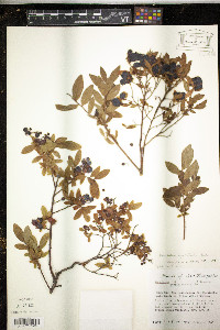 Vaccinium myrtilloides image