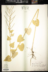 Alliaria petiolata image