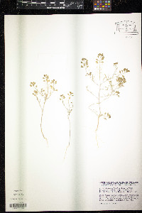 Alyssum linifolium image