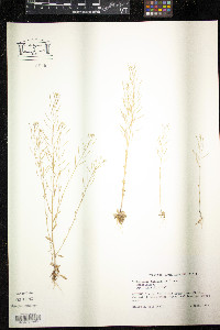 Arabidopsis thaliana image