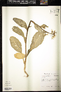 Brassica chinensis image