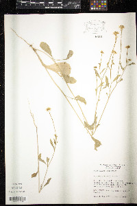 Brassica juncea image