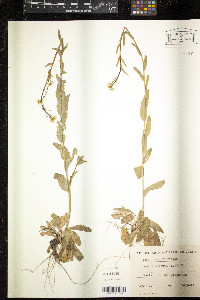 Arabis hirsuta image