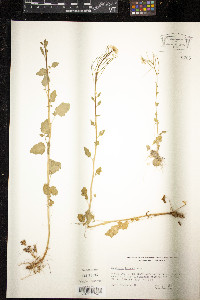 Cardamine breweri image