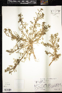 Lepidium didymum image