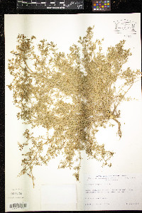 Lepidium didymum image