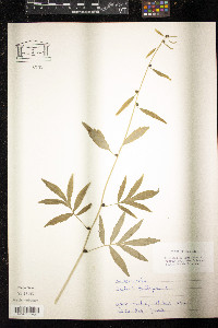 Cardamine bulbifera image