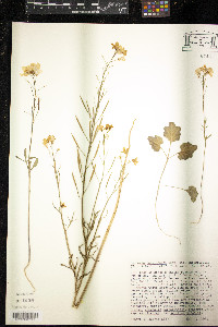 Dentaria californica image