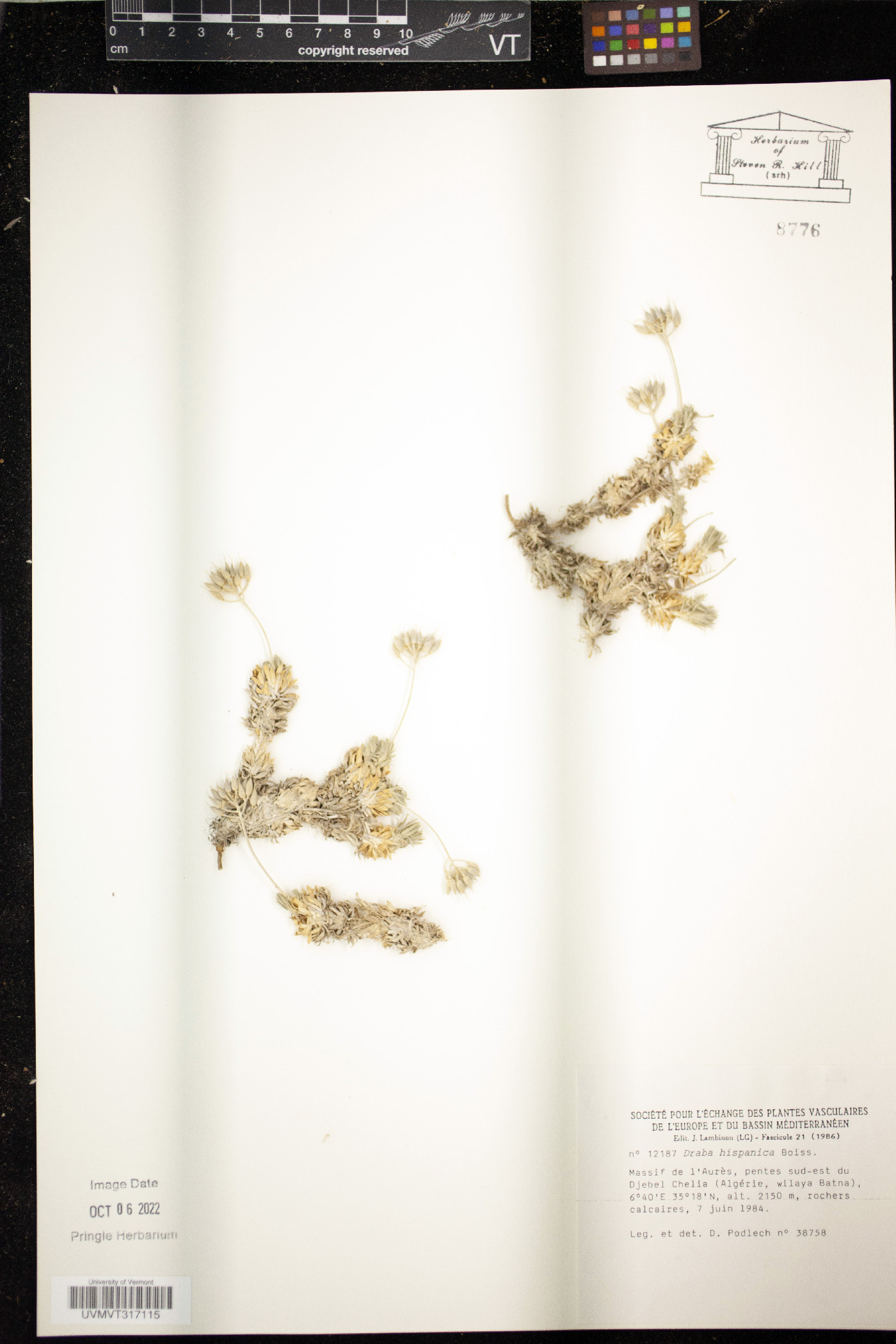 Draba hispanica image
