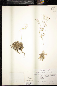 Draba ramosissima image