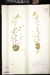 Draba ramosissima image