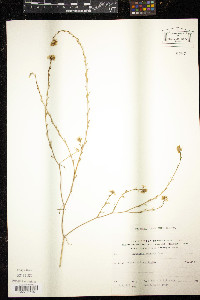Image of Erucaria rostrata