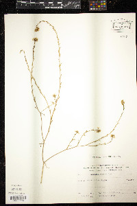 Erucaria rostrata image