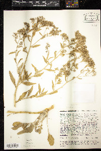 Lepidium latifolium image