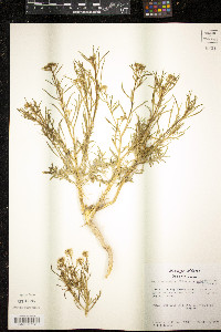 Lepidium montanum image