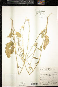 Rapistrum rugosum image