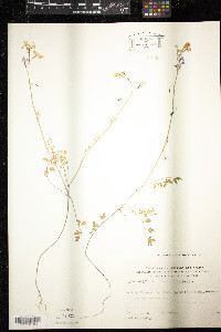 Ricotia lunaria image