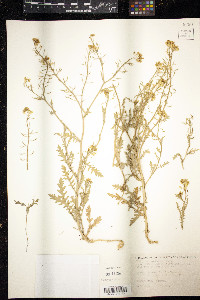 Rorippa sylvestris image