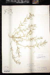 Image of Erucastrum supinum